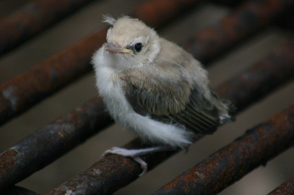 Warbling Vireo