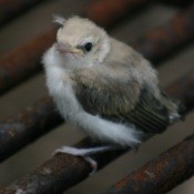 Warbling Vireo