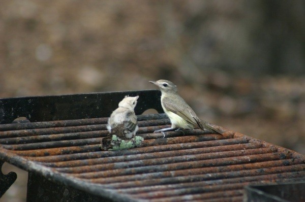 Warbling Vireo, parent and fledgling.