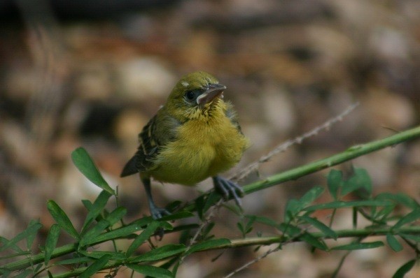 Orchard Oriole