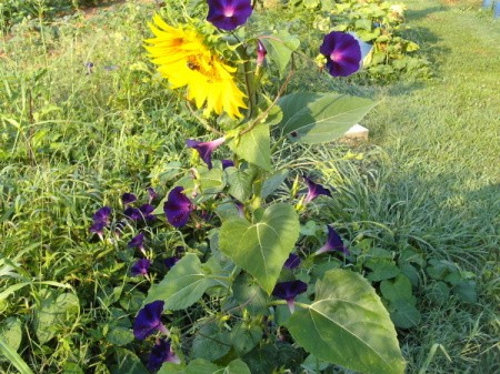 Purple morning glory growing up a sunflower.