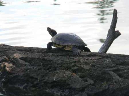 A turtle sitting on a log at American Lake, WA