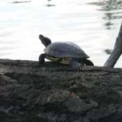 A turtle sitting on a log at American Lake, WA