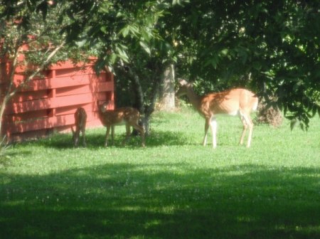 Deer under apple tree.