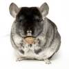 Closeup of a chinchilla holding a piece of food>