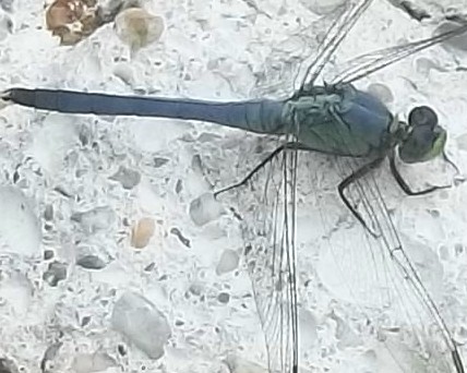 Dragonflies (Salisbury, MD)