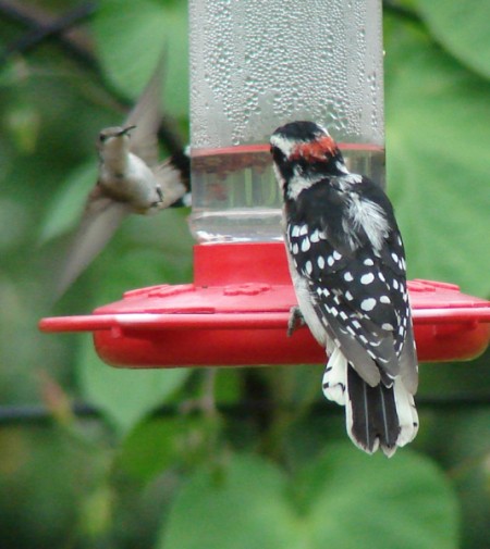 Woodpecker and humming bird on feeder.