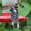 Closer photo of woodpecker and hummingbird on feeder.
