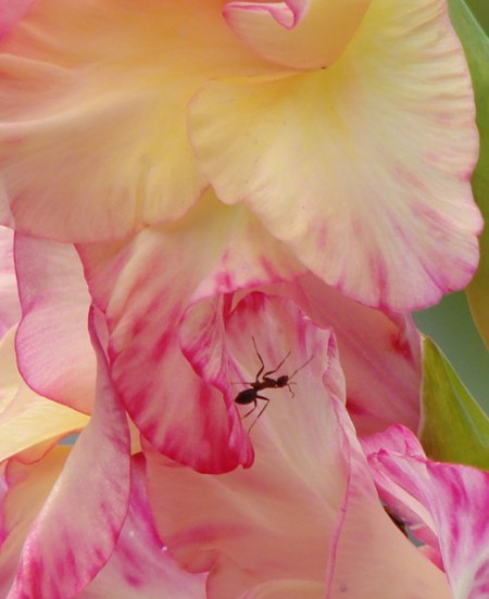 Ant on pink gladiolus.