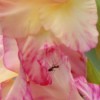 Ant on pink gladiolus.