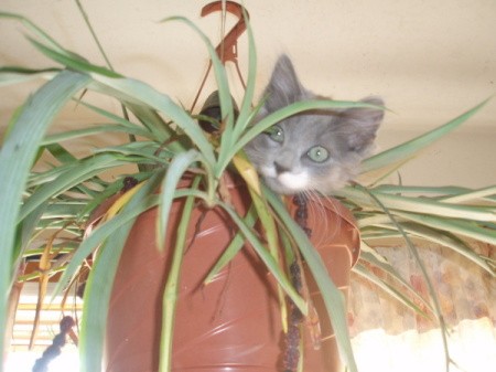 Kitten in hanging potted plant.