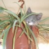 Kitten in hanging potted plant.