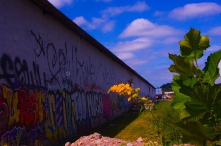 Photo: Blooms that Tag Culture (River Arts District, Asheville NC)