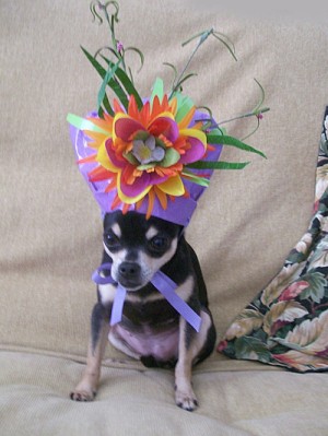 Dog With New Year's Hat