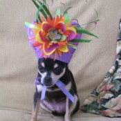 Dog With New Year's Hat