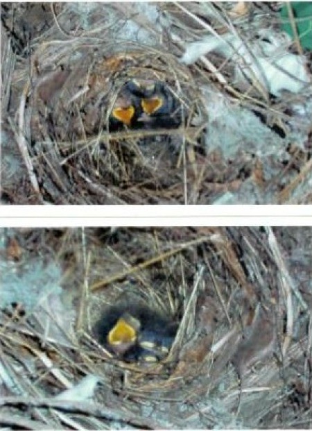 Baby Birds (Williston, FL)