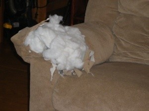 dog chewed couch cushion