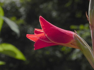 Garden: Red Gladiolus
