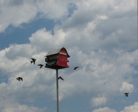 Birds flying around a birdhouse (Marietta, OH)