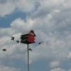 Birds flying around a birdhouse (Marietta, OH)