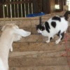 Black and white cat with goat.