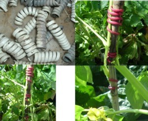 Plants with cord wrapped around stem and bamboo stake.