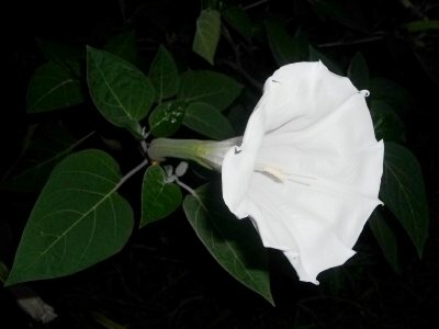 Side view of moonflower blossom.