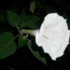 Side view of moonflower blossom.
