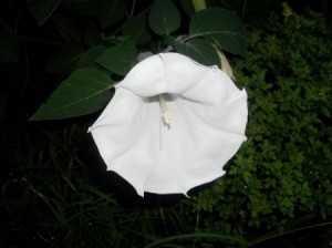 View from the front, down the throat of flower.