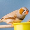 Caring for Zebra Finches