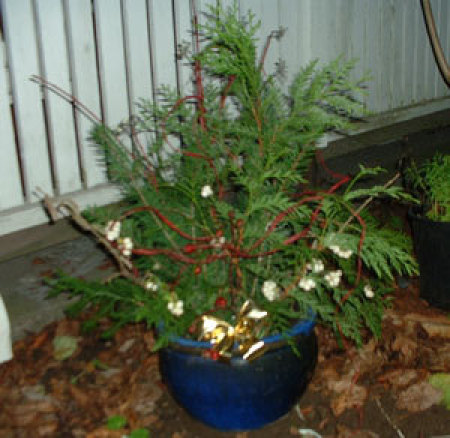 Flower pot filled with gathered greens as a decoration.