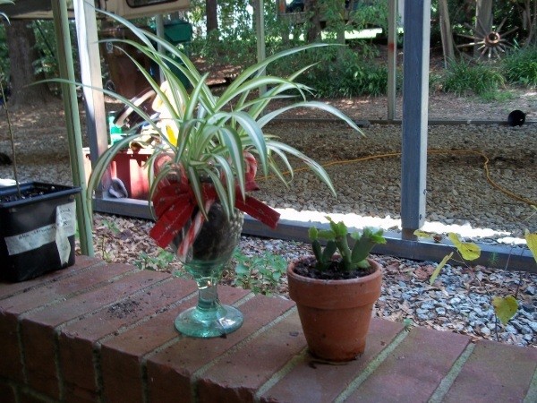 Potted baby spider plant and Christmas cactus start.