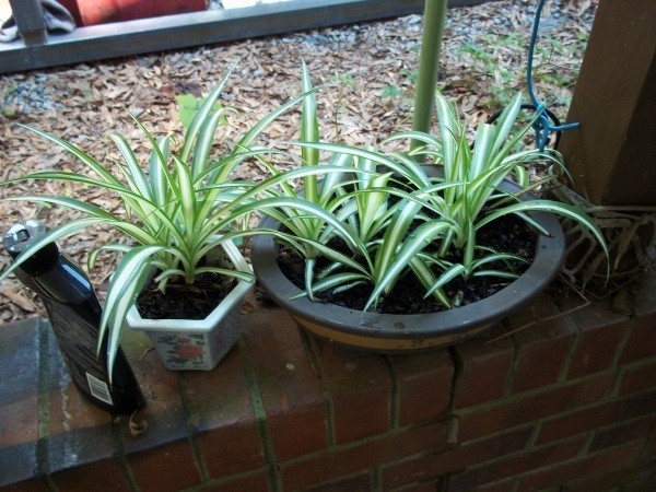 Pots with baby spider plants.