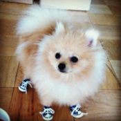 Pom in sneakers.