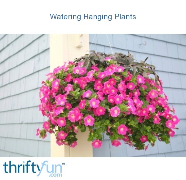 Watering Hanging Plants ThriftyFun