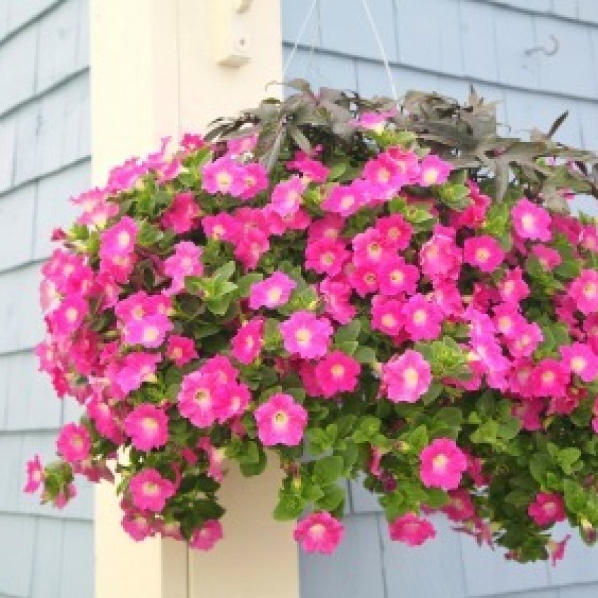Watering Hanging Plants ThriftyFun