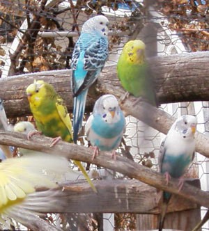Blue and white, as well as yellow and green parakeets.