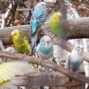 Blue and white, as well as yellow and green parakeets.