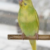 Caring for Parakeets