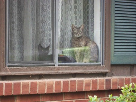 Kitties in the window.