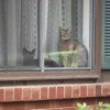 Kitties in the window.