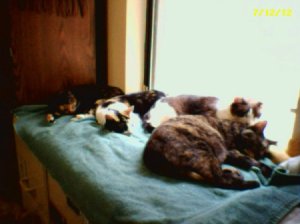 Plywood window seat for kitties enjoying the sun.