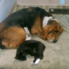 Dog and cat lying together.