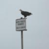 Bald eagle on sign.