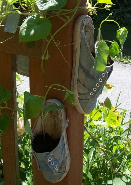 Sneakers with pole bean plants.