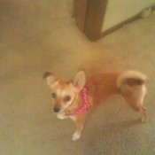 Chihuahua Terrier mix, tan with curly tail.