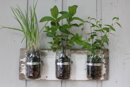 Canning jars with herbs planted in them.