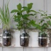 Canning jars with herbs planted in them.