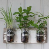 Herbs planted in canning jars.