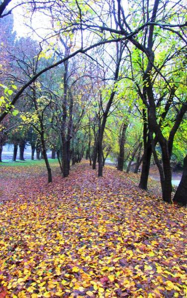 fall leaves on path